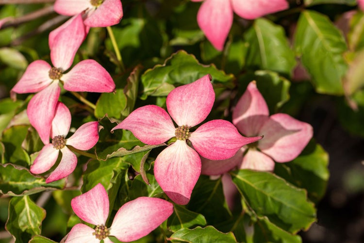 Cornus kousa 'Scarlet Fire', Japanischer Blumen-Hartriegel, rosa, 100–125 cm