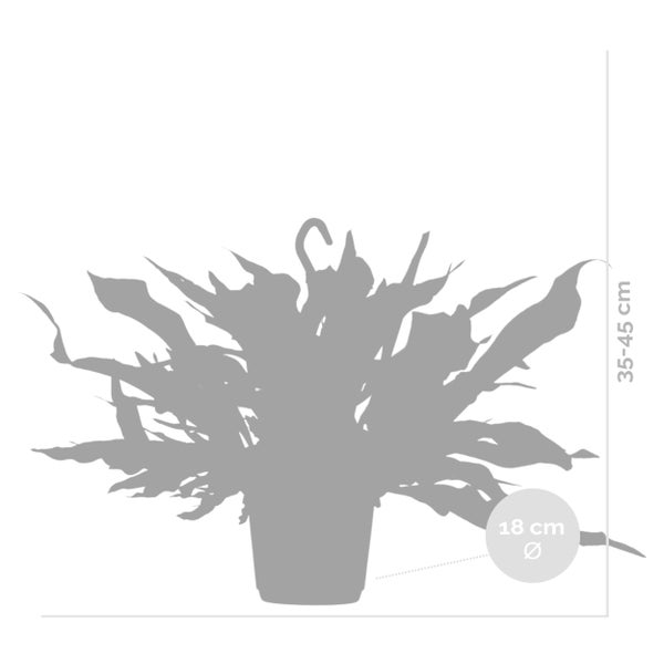 Bloomique - Platycerium Bifurcatum - Geweihfarn - Zimmerpflanzen - Hängepflanzen - Tierfreundlich - Luftreinigend - 30-40 cm Hoch - Hängetopf 17 cm
