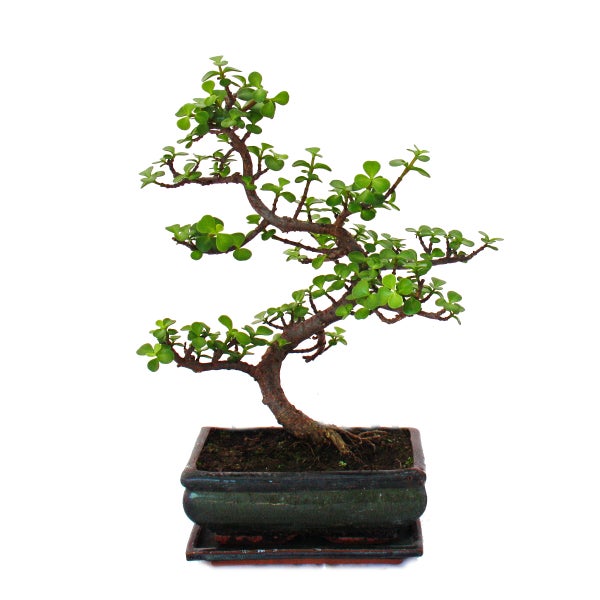 Bonsai Portulacaria afra in einer rechteckigen Keramikschale mit passendem Untersetzer.