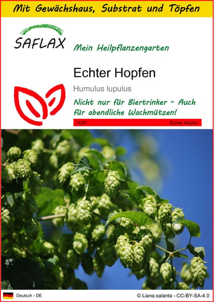 SAFLAX Anzucht Set - Echter Hopfen - Humulus lupulus - 50 Samen - Mit Mini-Gewächshaus, Anzuchtsubstrat und 2 Töpfen