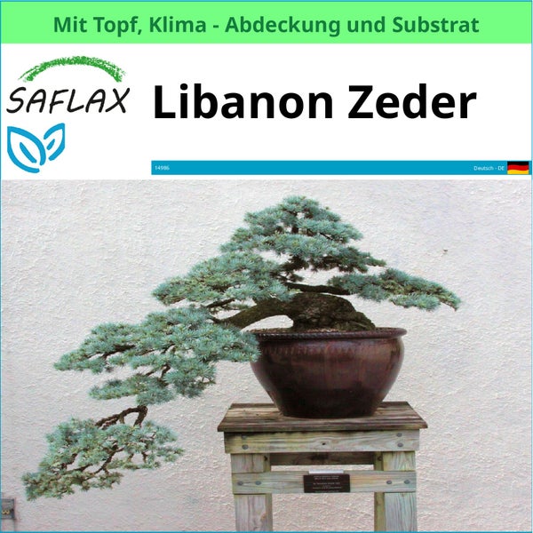 Libanon Zeder im Topf mit Klimaabdeckung und Substrat von Saflax
