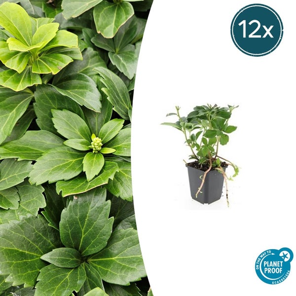 12er-Set Dickmännchen Pachysandra terminalis im Topf, zertifiziert nach On the way to PlanetProof.