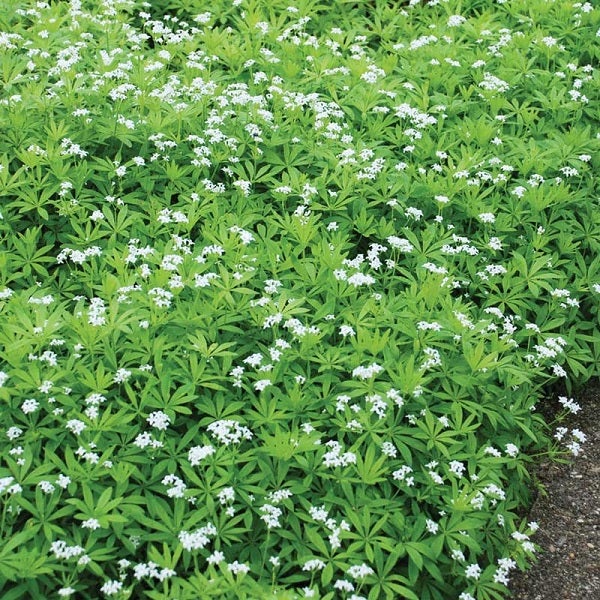 Wiese mit blühendem Waldmeister