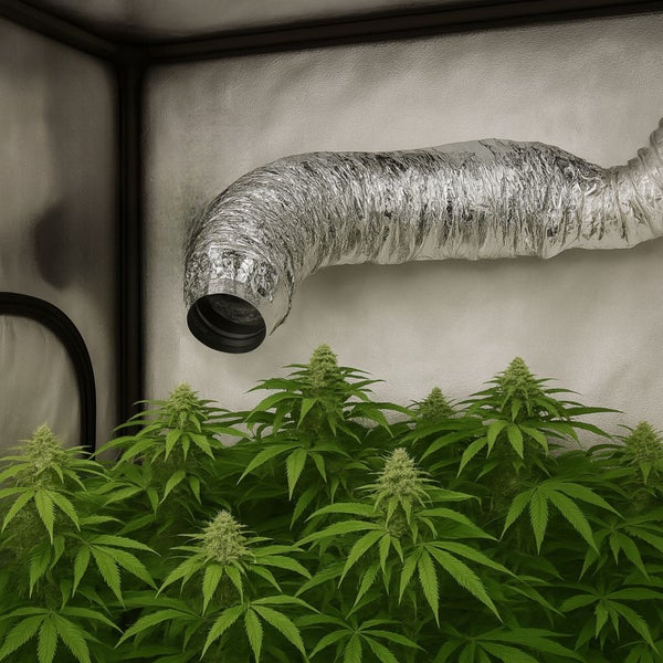 Innenraum-Aufnahme eines Growzelts mit Pflanzen und Abluftschlauch