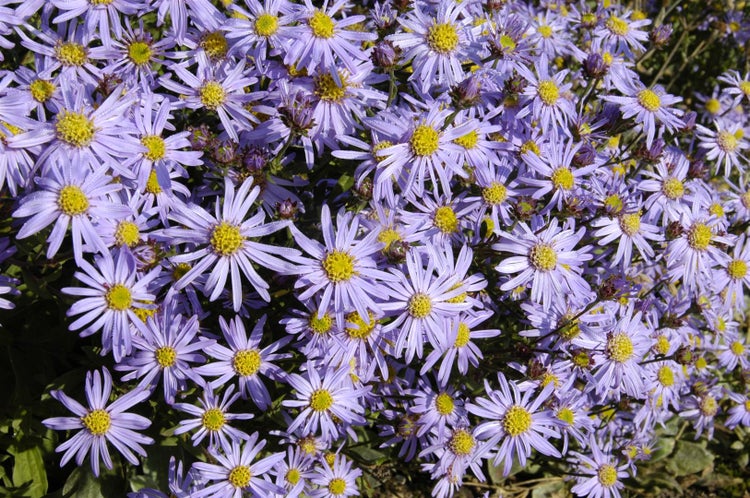 Aster amellus 'Glücksfund', Berg-Aster, violett, ca. 9x9 cm Topf
