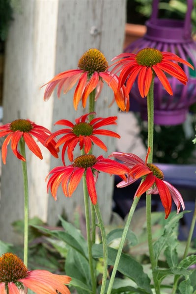 Echinacea purpurea 'Tomato Soup', Sonnenhut, rot, ca. 11x11 cm Topf