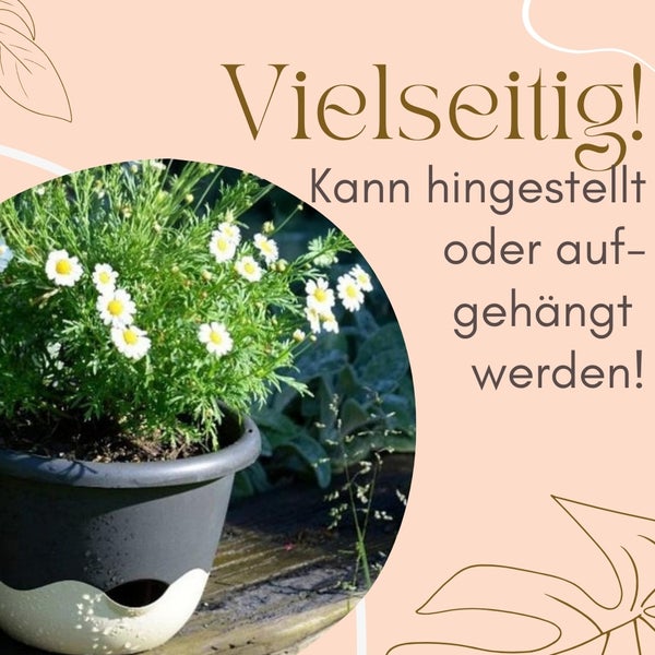 Gänseblümchen im Topf, vielseitig einsetzbar.
