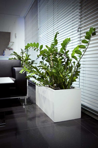 Rechteckiger weißer Pflanzkübel mit einer Zamioculcas Pflanze in einem modernen Büro vor Fensterlamellen.