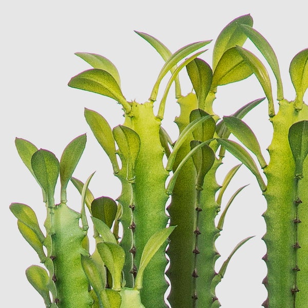 Zimmerpflanze Euphorbia trigona mit grünen, dornigen Trieben und kleinen Blättern.