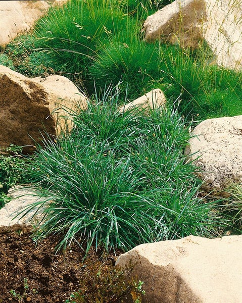 Sesleria caerulea, Blaugras, ca. 9x9 cm Topf