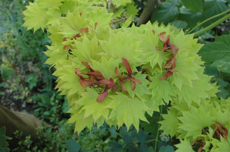 Acer shirasawanum 'Aureum', Japanischer Ahorn, goldgelb, 40–50 cm