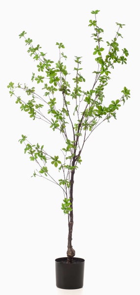 Rosa blühende Begonie mit grünen Blättern.