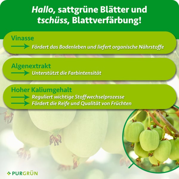 Infografik zeigt die Wirkweise des Purgruen Duenger mit Vinasse Algenextrakt und Kalium fuer gesundes Pflanzenwachstum bei Kiwibeeren