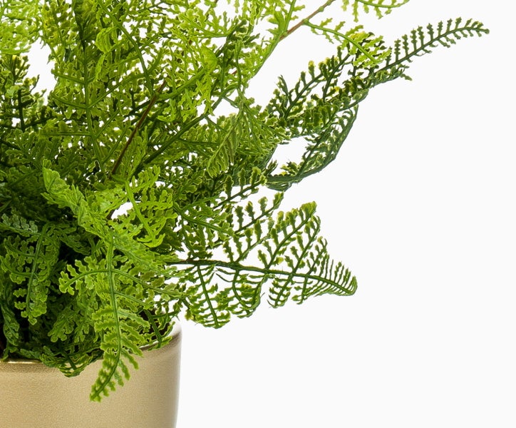Goldfarbener Blumentopf mit grüner Farnpflanze.