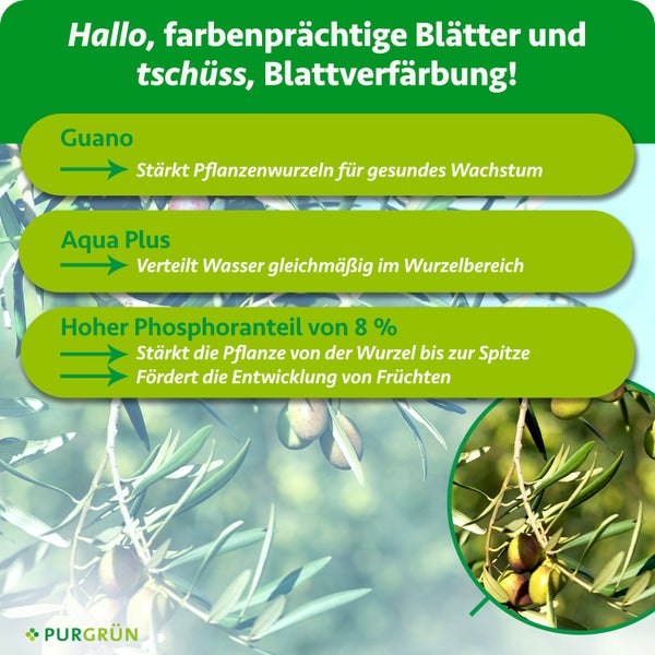 Infografik für Purgrün Dünger: Guano stärkt Wurzeln, Aqua Plus verteilt Wasser gleichmäßig, 8 Prozent Phosphor für Wachstum und Früchte. Purgrün Logo.