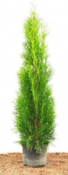 Thuja occidentalis 'Smaragd', Lebensbaum, immergrün, 60–80 cm