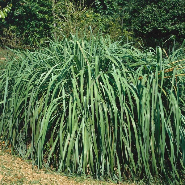 Andropogon gerardii 'Präriesommer', Präriegras, ca. 11x11 cm Topf