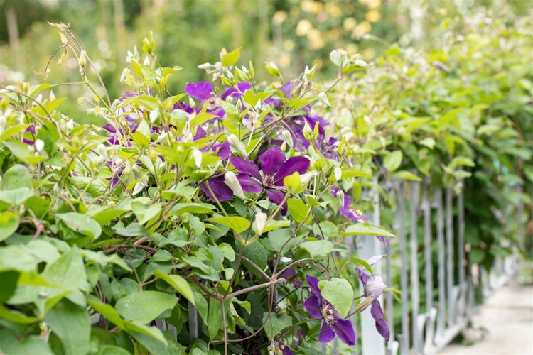 Clematis Hybride 'Jackmanii', Waldrebe, violett, 40–60 cm