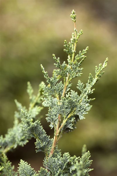 Chamaecyparis lawsoniana 'Wisselii', Scheinzypresse, 30–40 cm