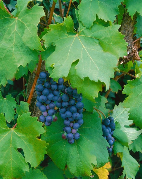 Vitis vinifera, Weinrebe, blau, 80–100 cm