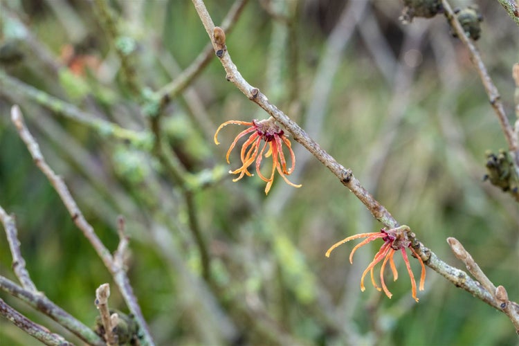 Hamamelis intermedia 'Jelena', Zaubernuss, kupferorange, 60–80 cm