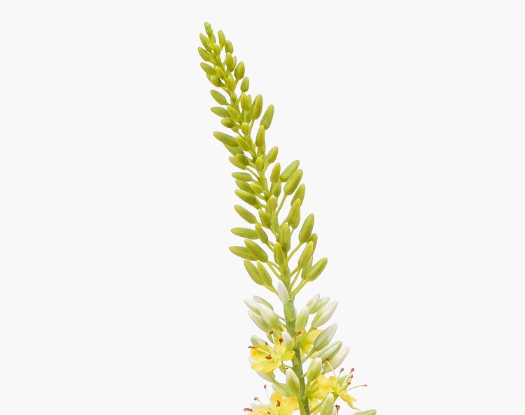Steppenkerze Eremurus mit vielen kleinen gelben Blüten an einem langen Stiel.