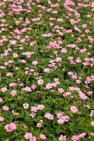 Geranium x oxonianum 'Wargrave Pink', Storchschnabel, rosa, ca. 9x9 cm Topf