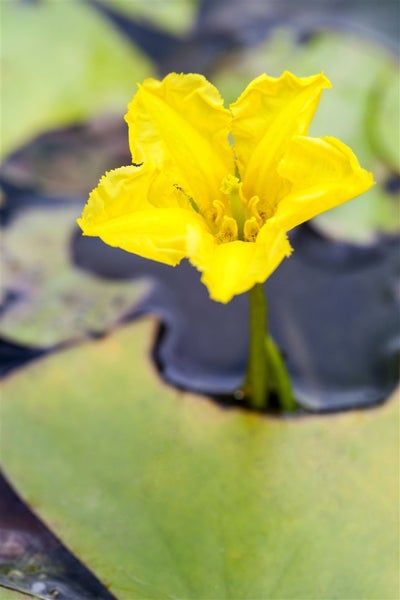 Nymphoides peltata, Seekanne, gelb, ca. 9x9 cm Topf