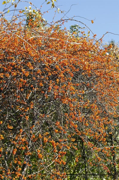 Im Bild ist ein Baum mit vielen orangefarbenen Beeren zu sehen.