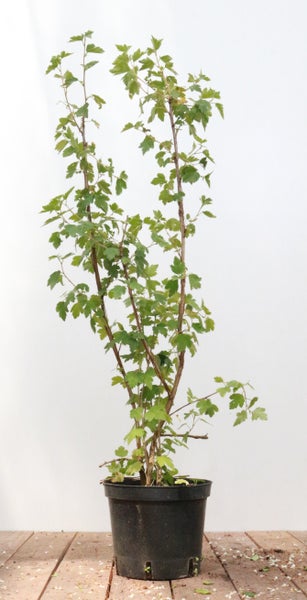 Ribes alpinum 'Schmidt', Alpen-Johannisbeere, 40–60 cm, kompakt