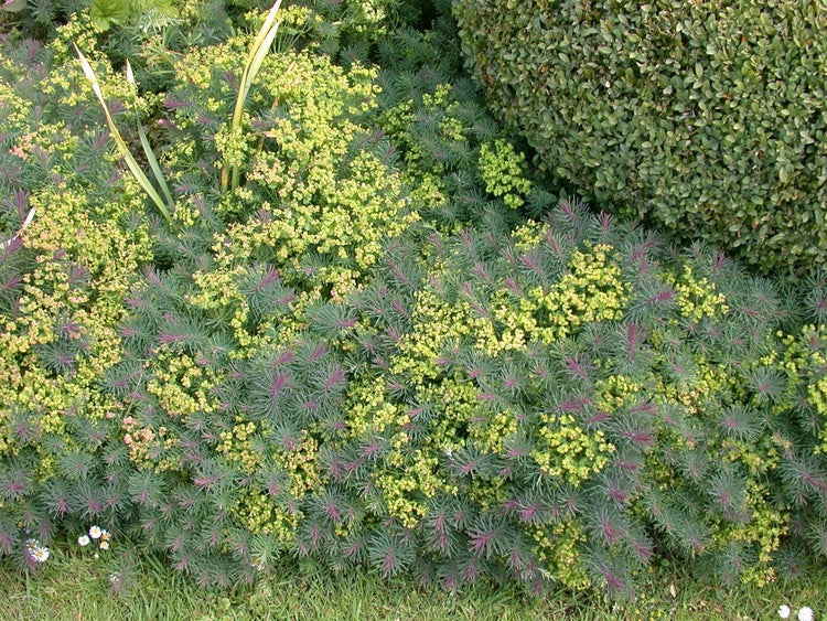 Euphorbia cyparissias, Wolfsmilch, ca. 9x9 cm Topf