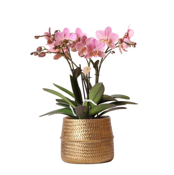Kolibri Orchids Rosa Phalaenopsis Orchidee Treviso in Groove Topf gold Topfgröße  12cm 35cm hoch blühende Zimmerpflanze