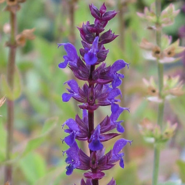 Blühende Salvia-Pflanze im Garten