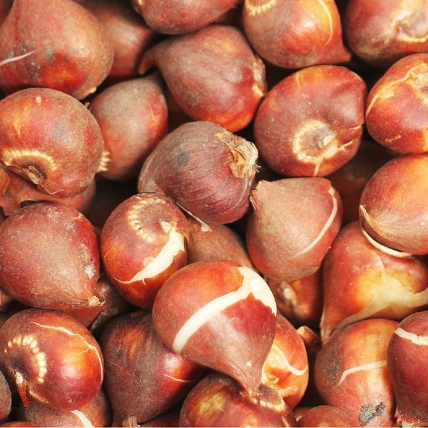 Nahaufnahme von Tulpenzwiebeln
