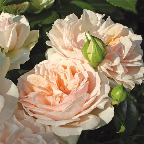 Nahaufnahme von Rosenblüten und Knospen