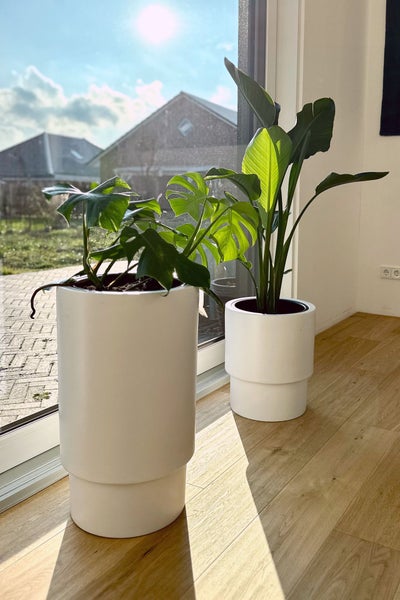 Zwei weiße, moderne Übertöpfe mit Monstera und Strelitzia auf hellem Holzboden vor einem sonnigen Fenster.
