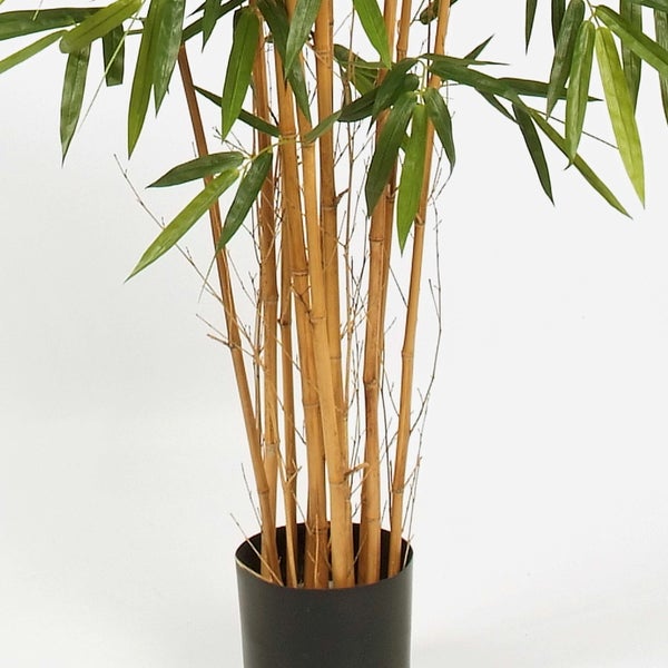 Bambuspflanze mit mehreren Halmen und grünen Blättern in einem schwarzen Topf.