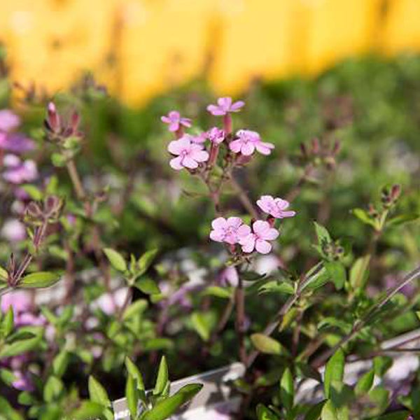 Polster-Phlox mit kleinen, zarten Blüten