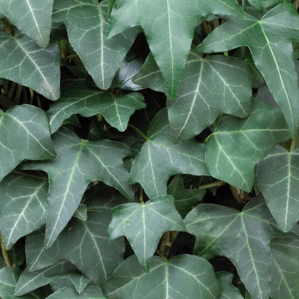 Bloomique - Hedera Helix - Kleinblättriges Efeu - Immergrün - Kletterpflanzen - Gartenpflanzen - Winterhart - Topf 15 cm - 70-80 cm hoch