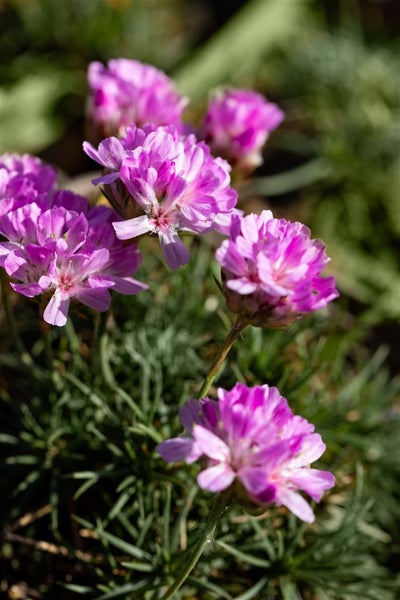 Armeria juniperifolia, Grasnelke, rosa, ca. 9x9 cm Topf