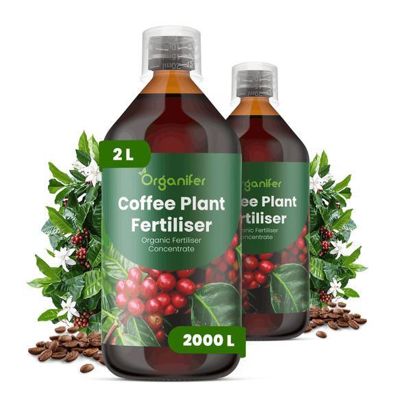 Zwei Flaschen Organifer Kaffeepflanzendünger Konzentrat, organischer Flüssigdünger, 2 Liter pro Flasche.