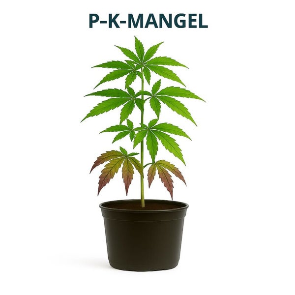 Cannabispflanze im Topf mit Anzeichen von Phosphor und Kaliummangel