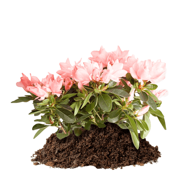 Azalee mit rosa Blüten und Erde