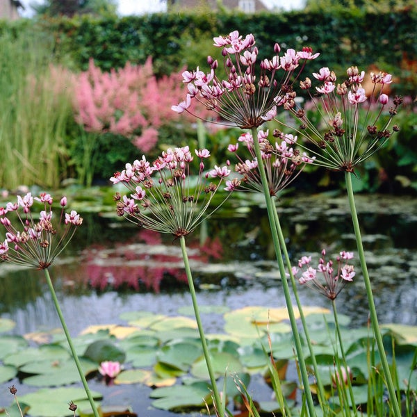 Schwanenblume (Butomus umbellatus) im Gartenteich mit Seerosenblättern und blühenden Pflanzen im Hintergrund.