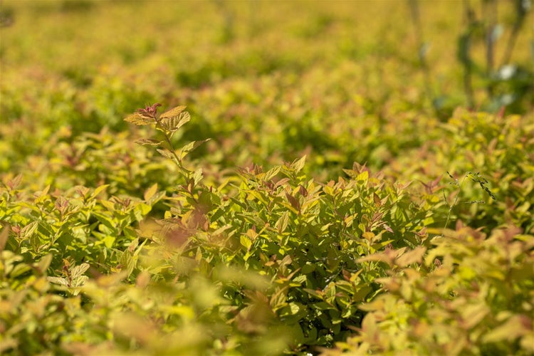 Feld von Spirea-Zwergsträuchern