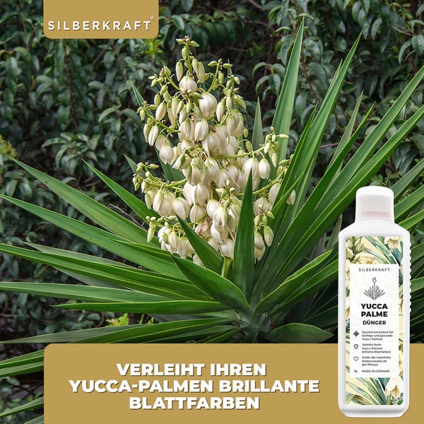 SILBERKRAFT Yucca Dünger – Für Yucca & Palmlilien – NPK Flüssigdünger – 1 Liter