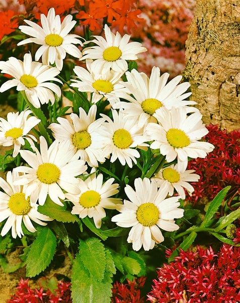 Nahaufnahme von Margeriten mit weißen Blütenblättern und gelben Zentren