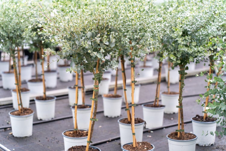 Mehrere Eukalyptus-Hochstämme in weißen Töpfen in einer Gärtnerei.