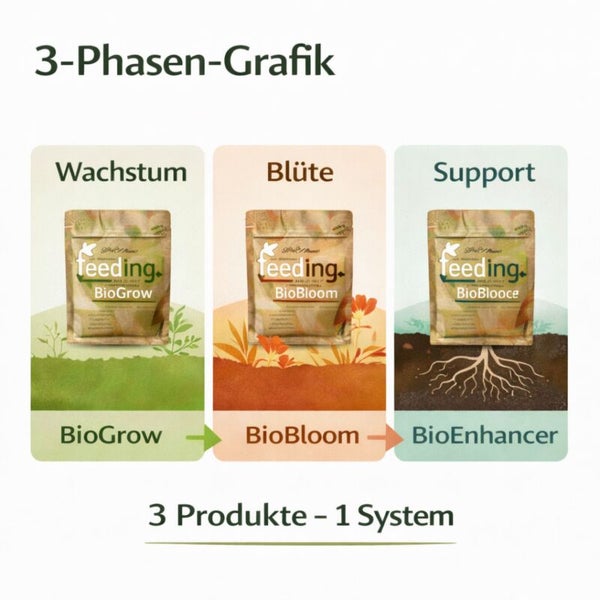 Infografik zum 3-Phasen-Düngersystem: BioGrow für Wachstum, BioBloom für die Blütephase und BioEnhancer zur Unterstützung.