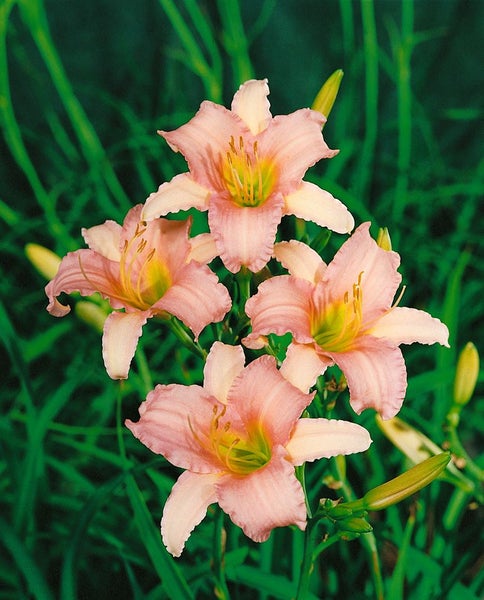 Hemerocallis x cult. 'Luxury Lace', Taglilie, rosa, ca. 9x9 cm Topf